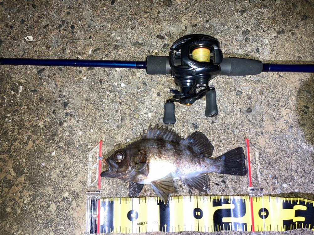 【メバリング】ホームは安定のメバル