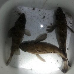 終電帰りからのメバリング