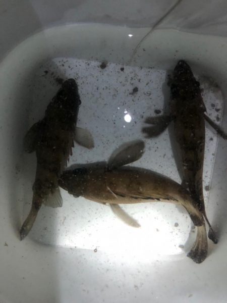 終電帰りからのメバリング