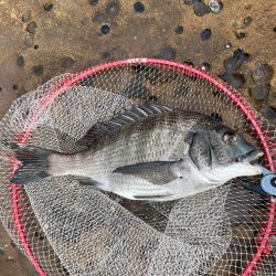 今年初チヌ‼️…