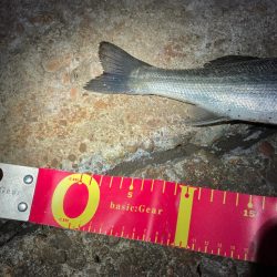 強風の中、何とか一匹