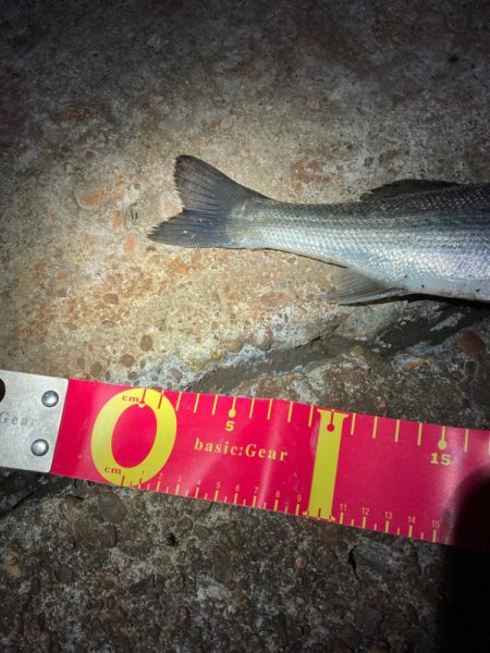 強風の中、何とか一匹