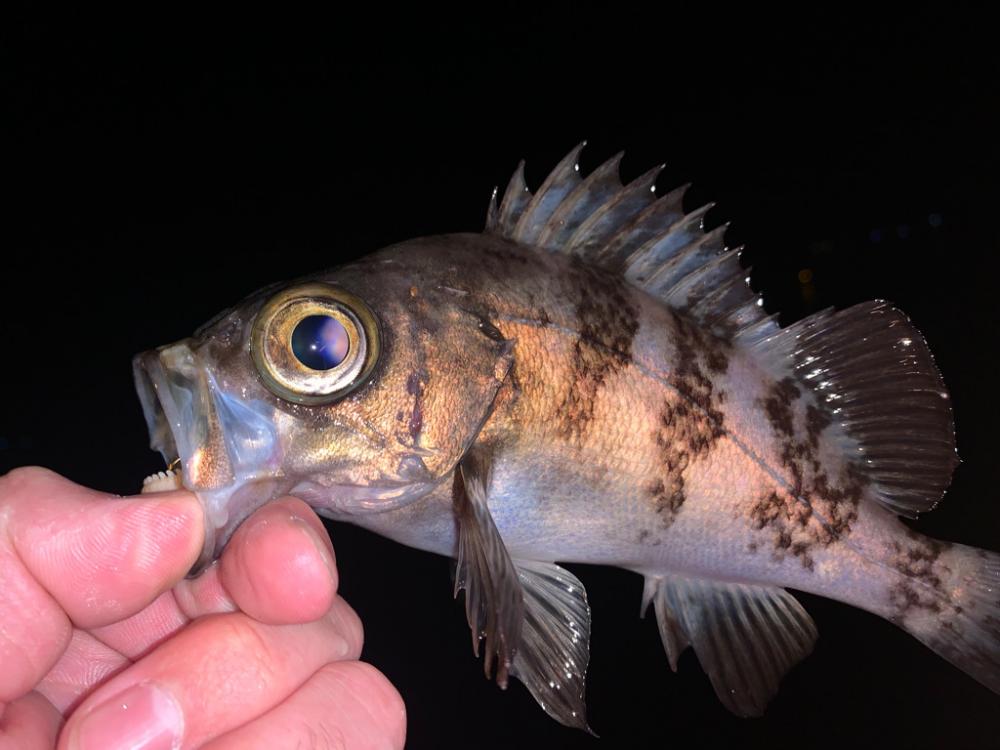 激渋で特定の釣り方しか反応しない中…