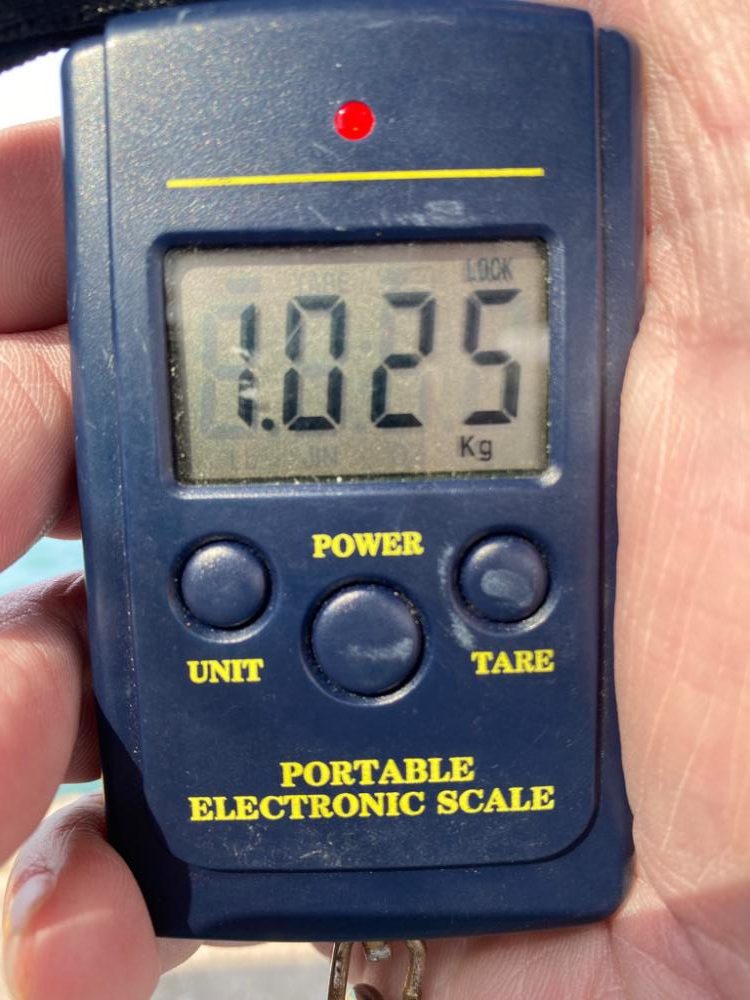 釣れてしもうた〜