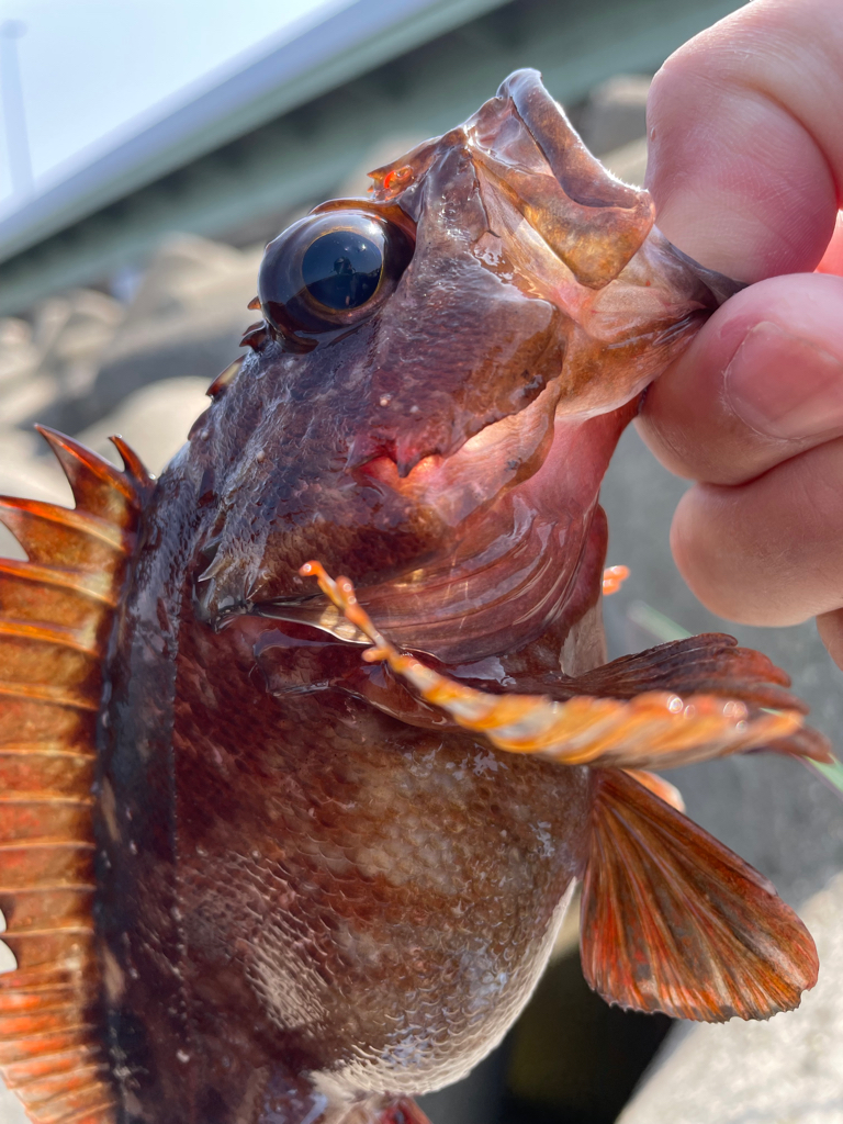 厳しい穴釣り#12