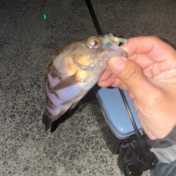 チビメバリング