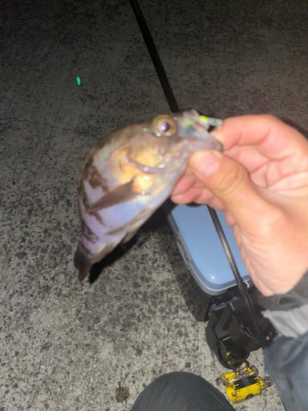 チビメバリング