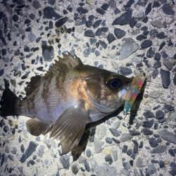 久しぶりのメバル