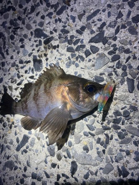 久しぶりのメバル