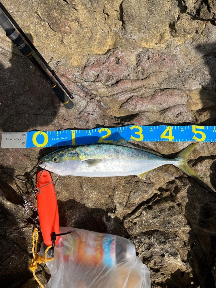 ハヤブサ　ジャックアイマキマキ　