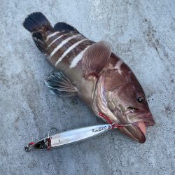 五目スロージギング