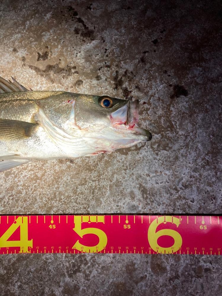 激しいエラ洗い