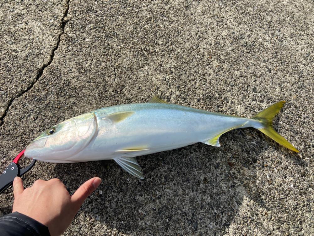 ショアジギングでメジロ・サワラ!