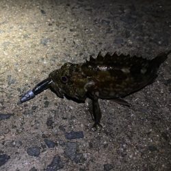 ヒラメ狙い撃ち