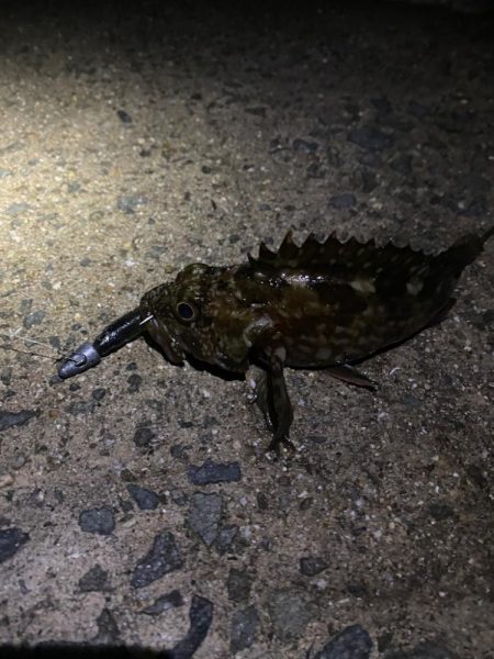 ヒラメ狙い撃ち