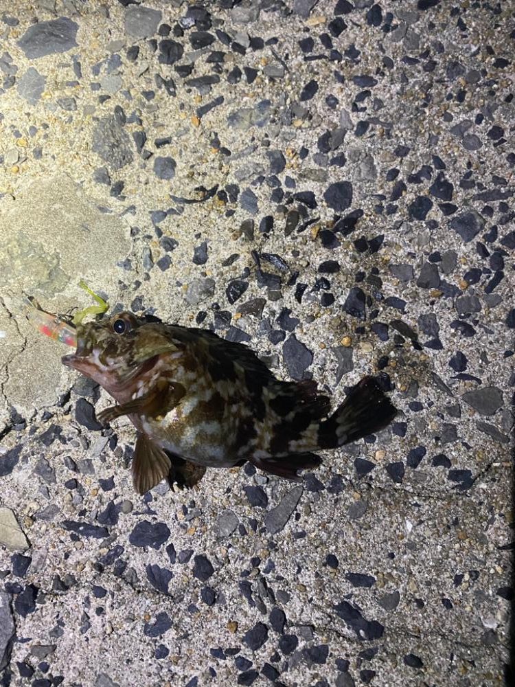 小物プラッキング