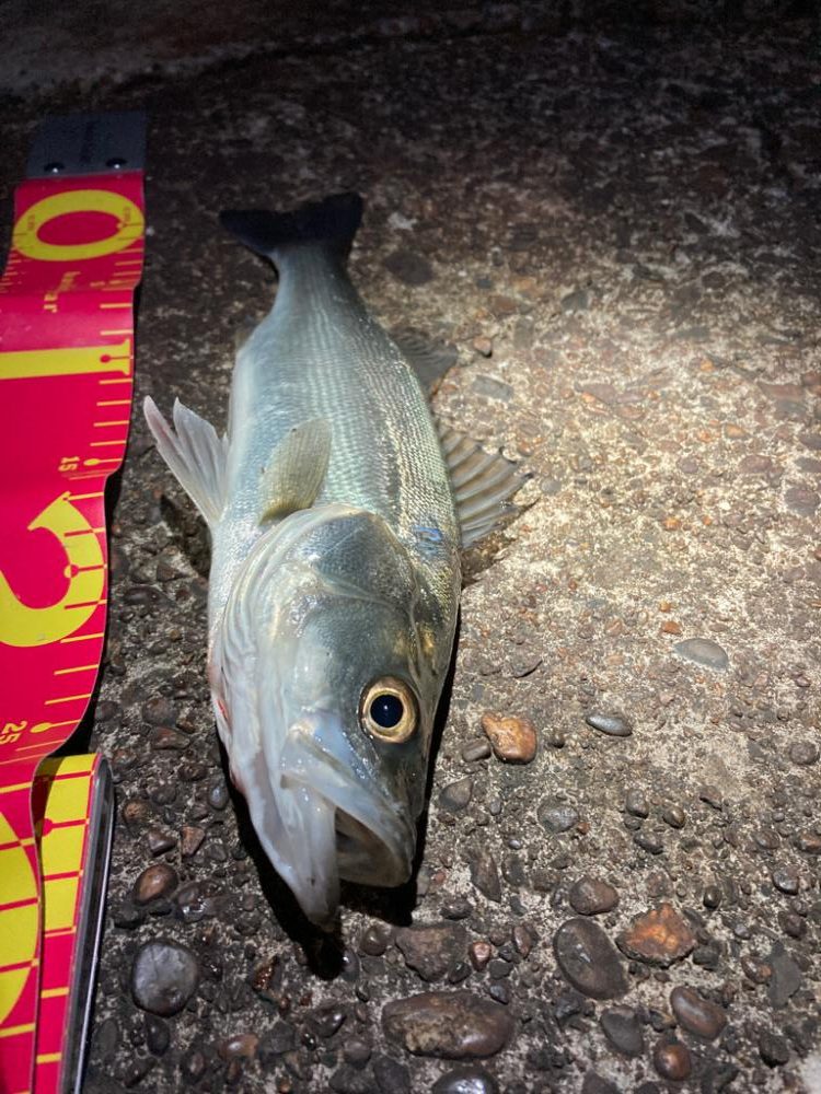 アジサイズのシーバス