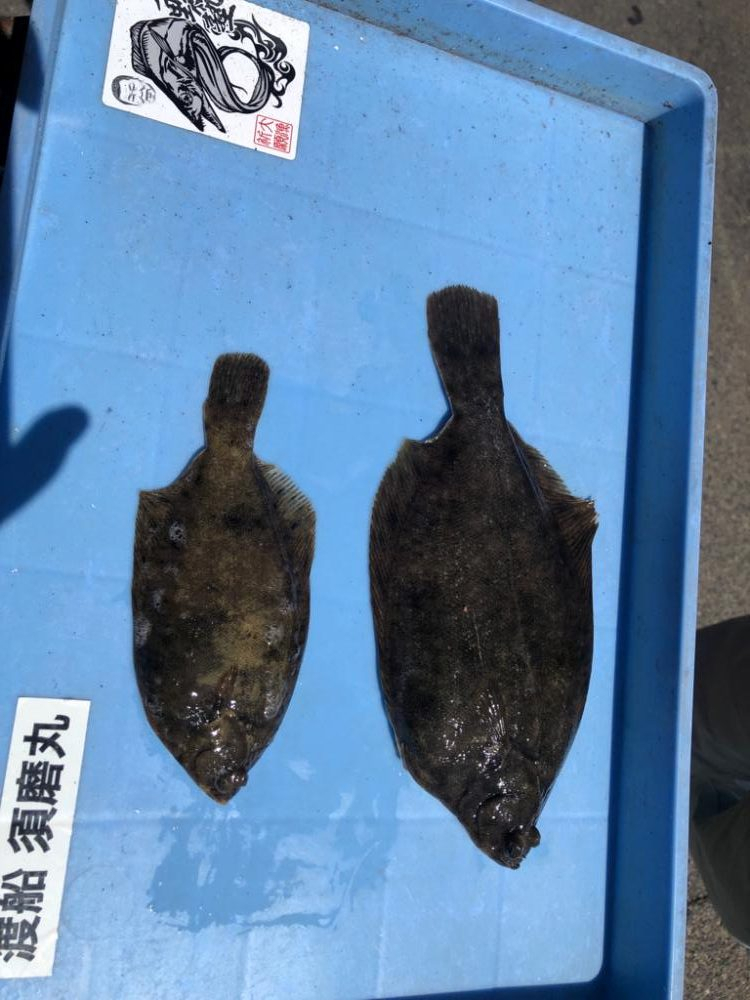 久しぶりに花見カレイ