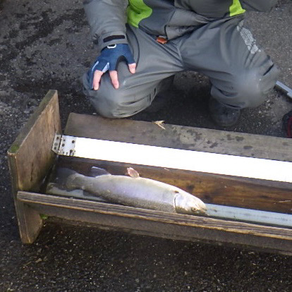 トラウト春到来