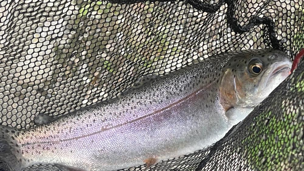 久々の中津川 長男トラウトリベンジ!