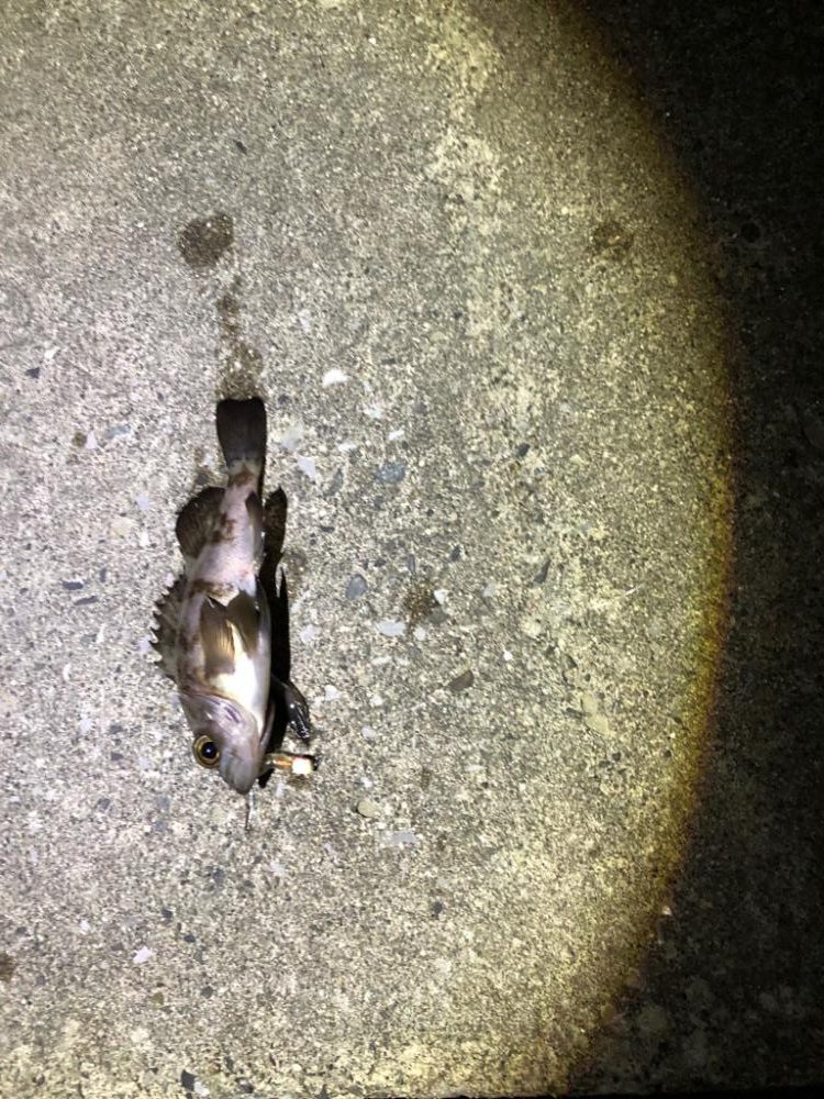 内房メバリング〜