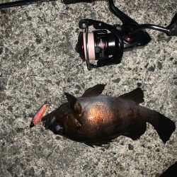 雨上がりはメバリング♪