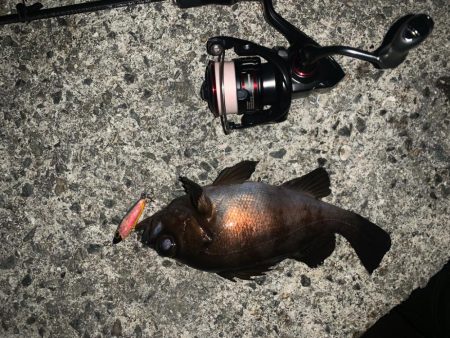 雨上がりはメバリング♪