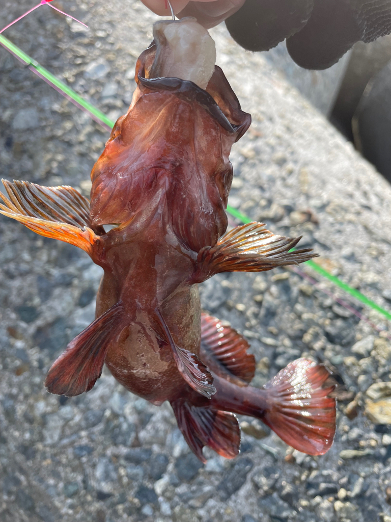 厳しい穴釣り#9