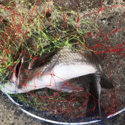 久しぶりのチヌ