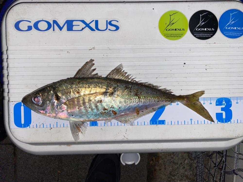 久方ぶりの鯵がほぼ尺