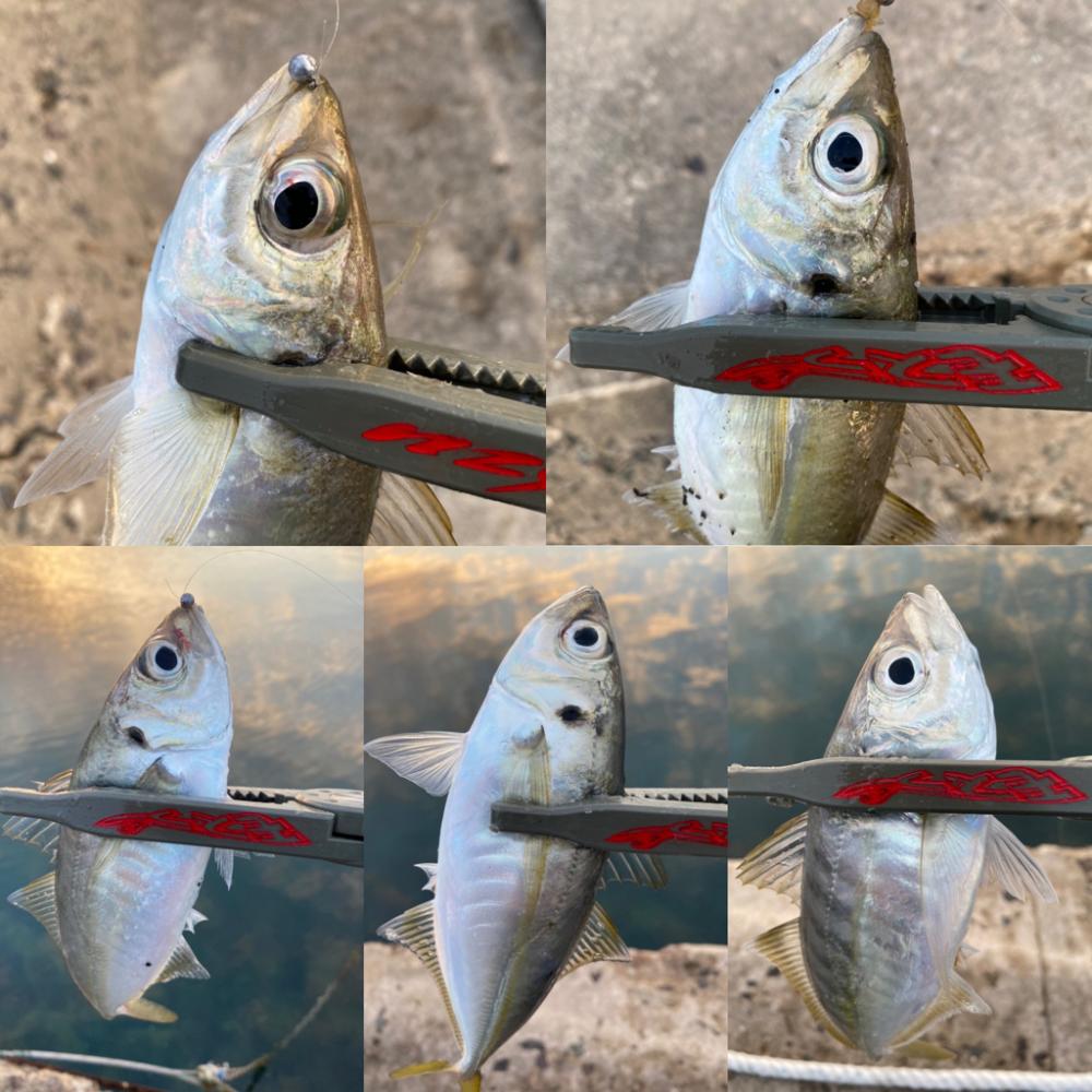 アジを釣る為の答え合わせ