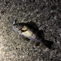 シャローフリーク