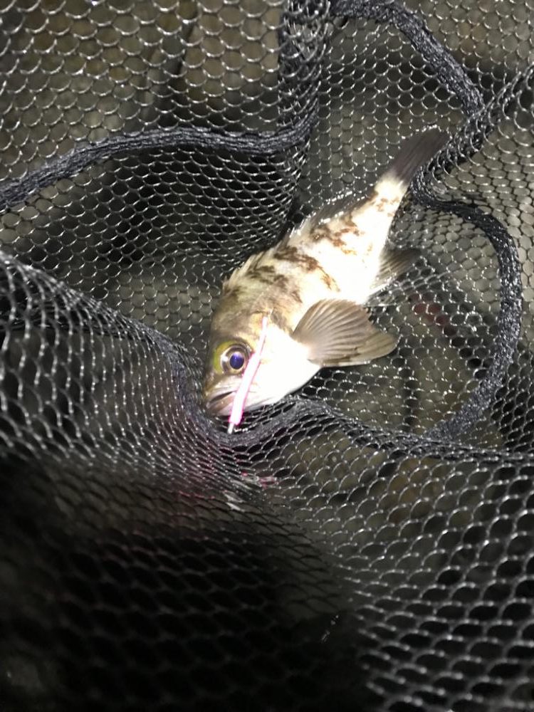 フロートメバリング