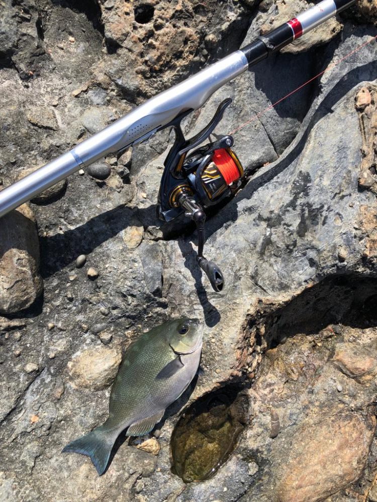 磯でラスト寒グレ釣り