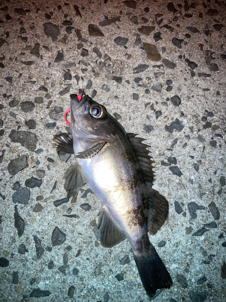 離島メバリング