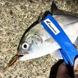 ちびジャックアイたちでライトゲーム