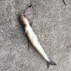 情報に誘われて