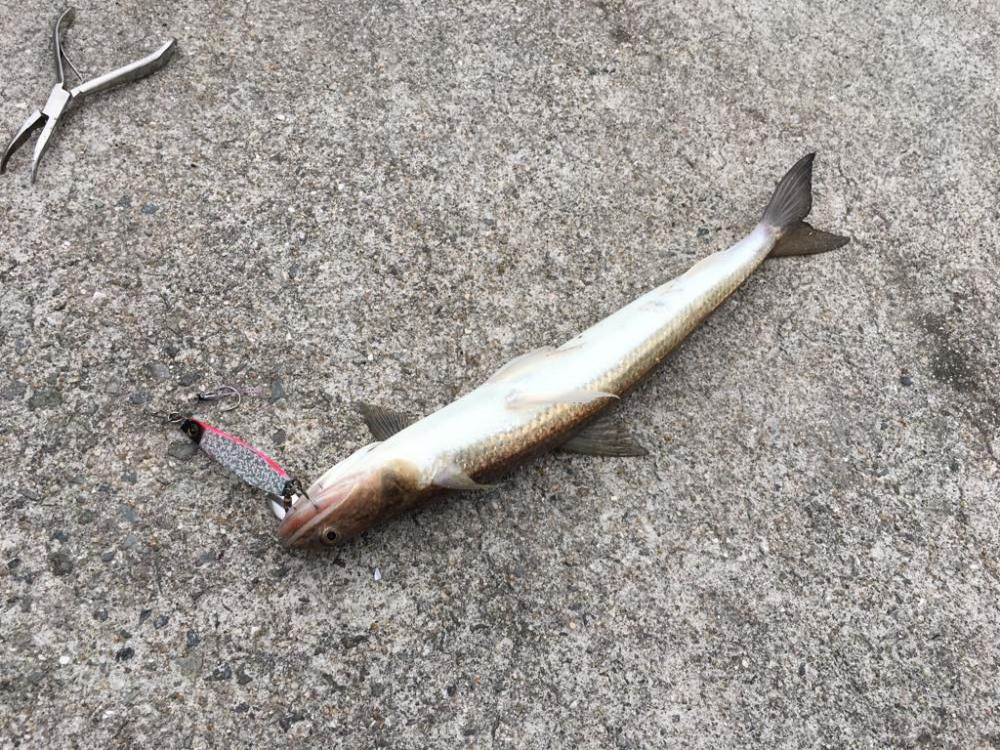 情報に誘われて