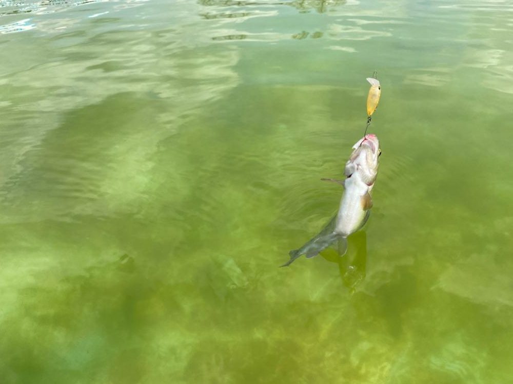 京都のエリアトラウト