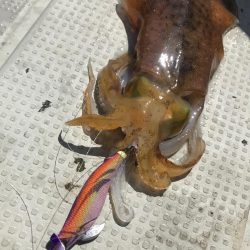 餌木蔵TRシンカーとベイトフェザーでティップラン