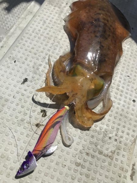 餌木蔵TRシンカーとベイトフェザーでティップラン