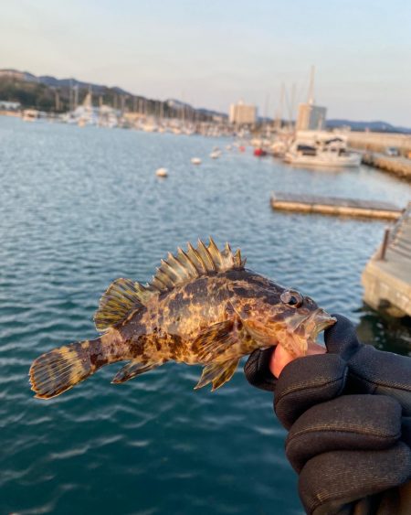 メバルも春の陽気に誘われて