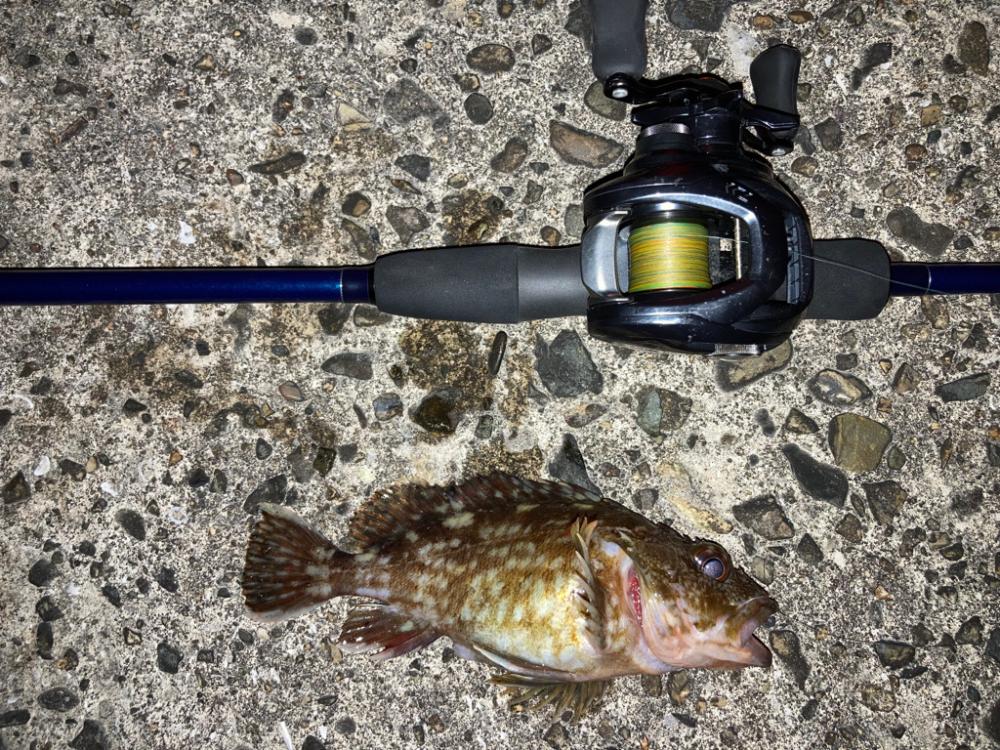 【メバリング】カサゴのみ