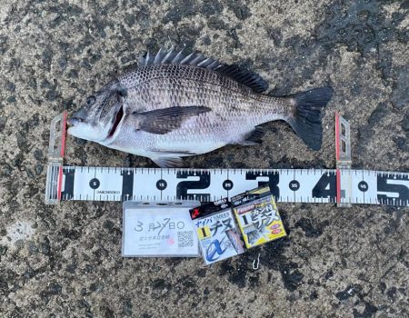 エビ撒きグランプリ3月-4