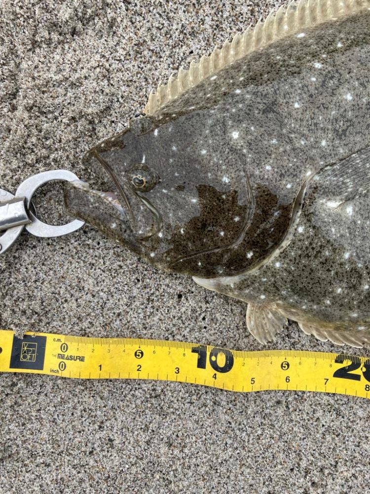 小座布団ヒラメ