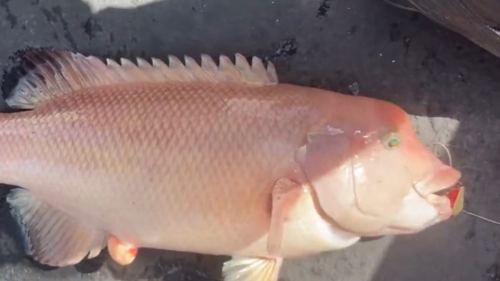 激渋？！一つテンヤ