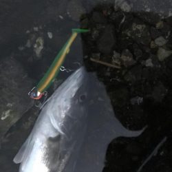 今年初フィッシュ