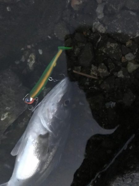 今年初フィッシュ