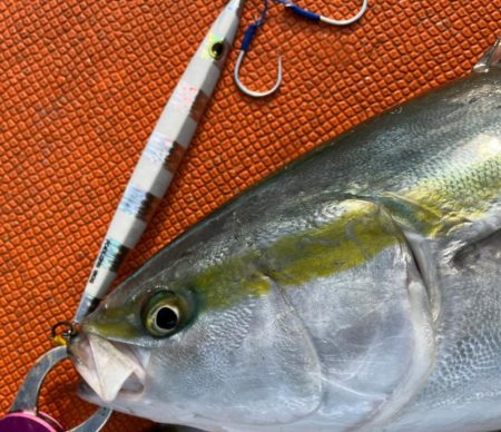 連日イルカ続きだけど…