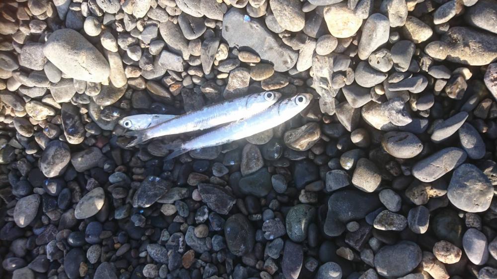 釣り再開後、やっとこましな獲物!